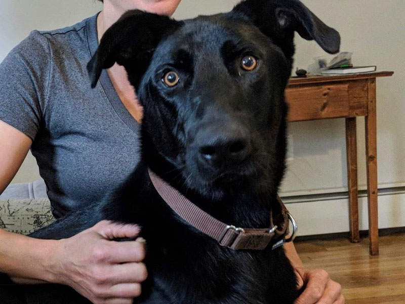Black lab patient being held by Dr. Bianco